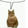 effed up cats 20