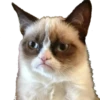GrumpyCat 7