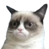 GrumpyCat 8