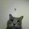 effed up cats 21
