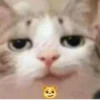 effed up cats 22