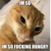 effed up cats 23