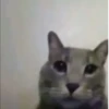 effed up cats 25