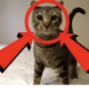 effed up cats 26