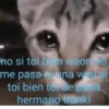 effed up cats 27