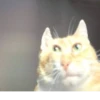 effed up cats 28
