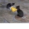 effed up cats 29