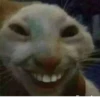effed up cats 30