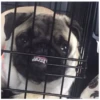 Fucked animals 5