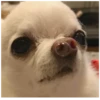 Fucked animals 6