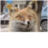 Fucked animals 7