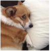 Fucked animals 8
