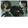 Fucked animals 9