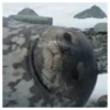 Fucked animals 11