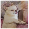 Fucked animals 12
