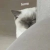 бесеш