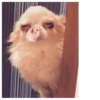 Fucked animals 13