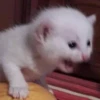 Стики 5303 из @Anonymnyi_chat_bot 6