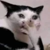 Стики 5303 из @Anonymnyi_chat_bot 7