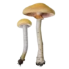 FDJRCNNJSN_by_stikers_du_ark_bot 13