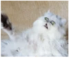 Fucked animals 15