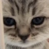 Стики 5303 из @Anonymnyi_chat_bot 9