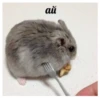 Fucked animals 16