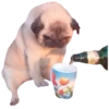 Fucked animals 17