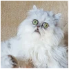 Fucked animals 18