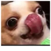 Fucked animals 20