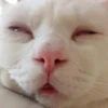 Стики 5303 из @Anonymnyi_chat_bot 14
