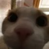 Стики 5303 из @Anonymnyi_chat_bot 17