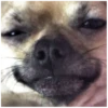 Fucked animals 22