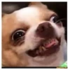 Fucked animals 23