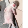 Стики 5303 из @Anonymnyi_chat_bot 22