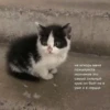 Еболыги by @babyfleks 12