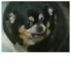 Fucked animals 25