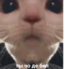 Еболыги by @babyfleks 14