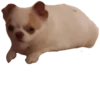 Fucked animals 29