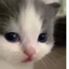 Kittykittykitty :: 29