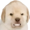 GYHUCTEVSZ_by_stikers_du_ark_bot 7