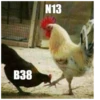 B38 N13