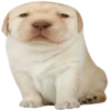 GYHUCTEVSZ_by_stikers_du_ark_bot 28