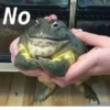 Frogs_Toads 6