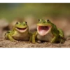 Frogs_Toads 7