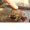 Frogs_Toads 8