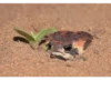 Frogs_Toads 9