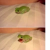 Frogs_Toads 11