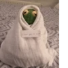 Kermit the frog 9
