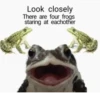 Frogs_Toads 15